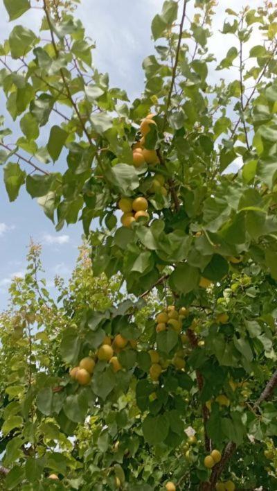 Aνεξάρτητη Παραδοσιακή Πέτρινη Κατοικία Corinth Zewnętrze zdjęcie
